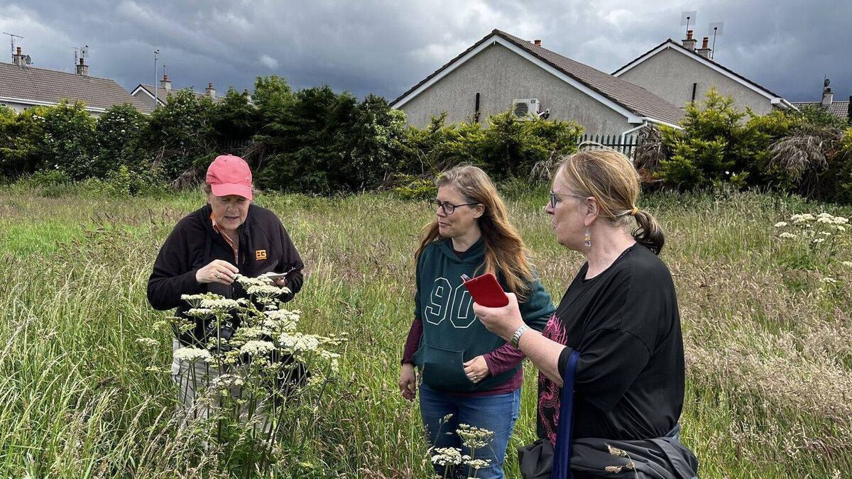 Mountmellick is buzzing with biodiversity grant