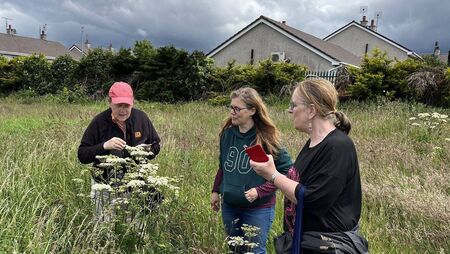 Mountmellick is buzzing with biodiversity grant