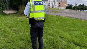 <p>Image of an NSPCA officer from the NSPCA Facebook page</p> <p>Image of an NSPCA officer from the NSPCA Facebook page</p>