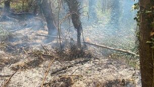 <p>A section of the fire damage at Derryounce lakes and trails in Portaralington today. Photo: Derryounce Experience</p> <p>A section of the fire damage at Derryounce lakes and trails in Portaralington today. Photo: Derryounce Experience</p>