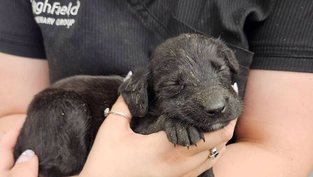 Puppies abandoned in cardboard box in Laois field