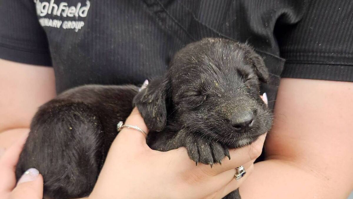 Puppies abandoned in cardboard box in Laois field