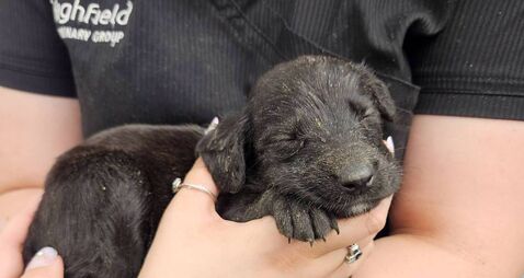 Puppies abandoned in cardboard box in Laois field