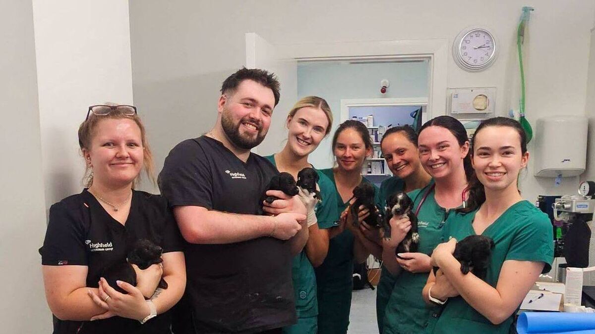 Puppies dumped in Laois on road to recovery