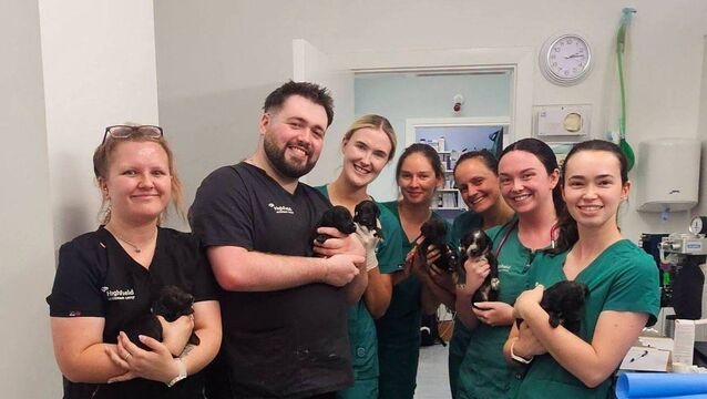 Puppies dumped in Laois on road to recovery