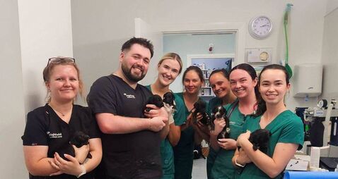 Puppies dumped in Laois on road to recovery