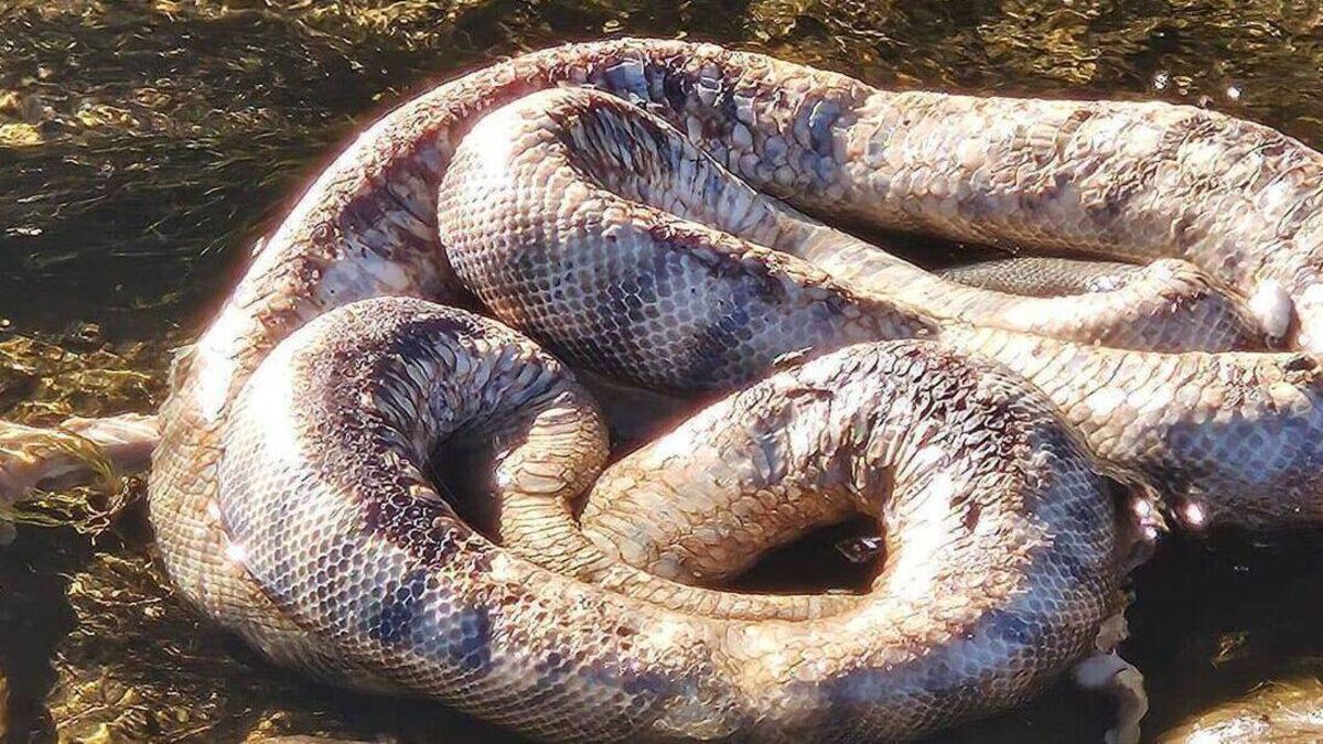 Dead snakes and deer dumped in river