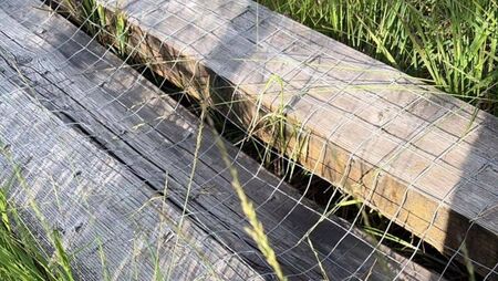 Serious damage at Abbeyleix Bog walk
