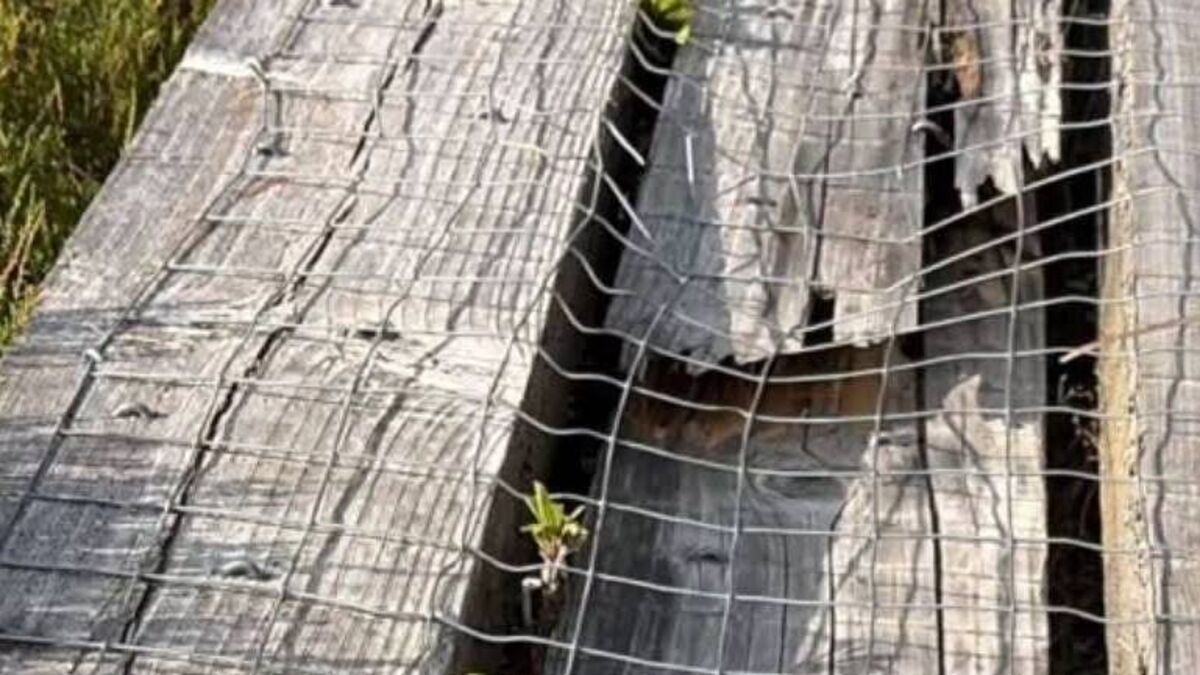 Mule rider suspected of serious damage at Abbeyleix Bog