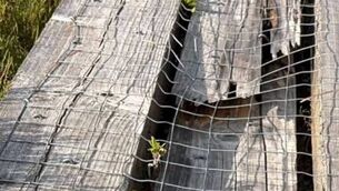 <p>A section of the damage caused at one of the boardwalks on Abbeyleix Bog. Photo: Abbeyleix Bog Project</p> <p>A section of the damage caused at one of the boardwalks on Abbeyleix Bog. Photo: Abbeyleix Bog Project</p>