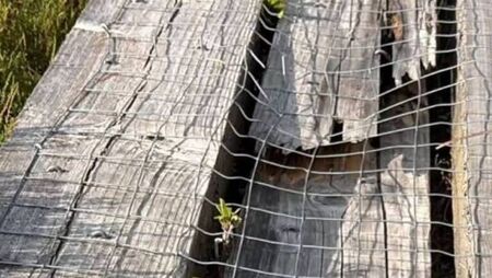 Mule rider suspected of serious damage at Abbeyleix Bog