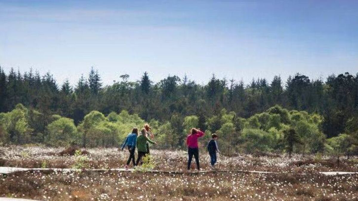Youth camp in Laois for peat’s sake