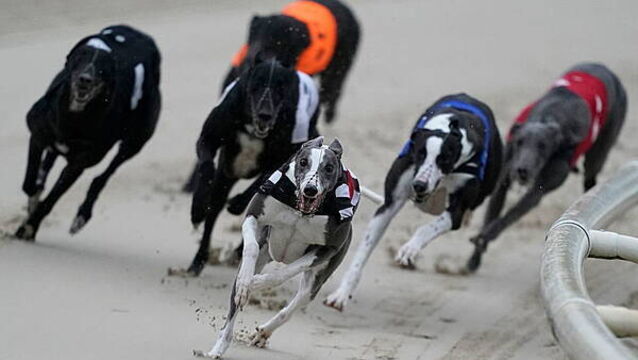 Greyhound regulator confirms it holds no record of why healthy dogs are euthanised
