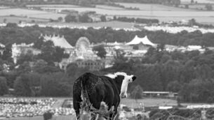 <p>One of the superb images from the Cow Village exhibition shows a cow watching the Electric Picnic from a distance during last year's music festival in Stradbally. Photo: Stan Henderson</p> <p>One of the superb images from the Cow Village exhibition shows a cow watching the Electric Picnic from a distance during last year's music festival in Stradbally. Photo: Stan Henderson</p>