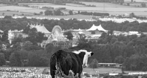 Mysterious mooves in Laois as Cow Village opens Mysterious mooves in Laois as Cow Village opens