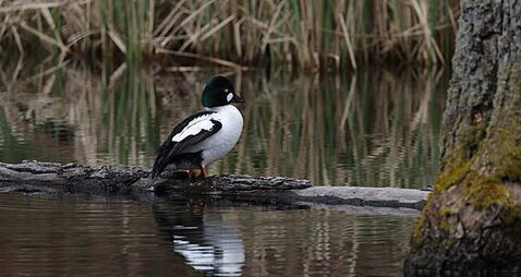 Hunting group loses High Court challenge over ban on shooting four duck species