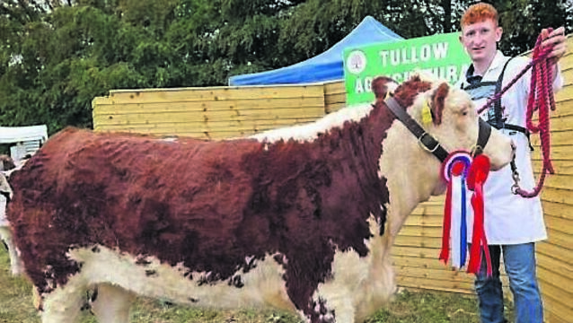 <p>Conor Jones with his champion Hereford at the Tullow Agricultural Show which was recently held Photo: michaelorourkephotography.ie</p>