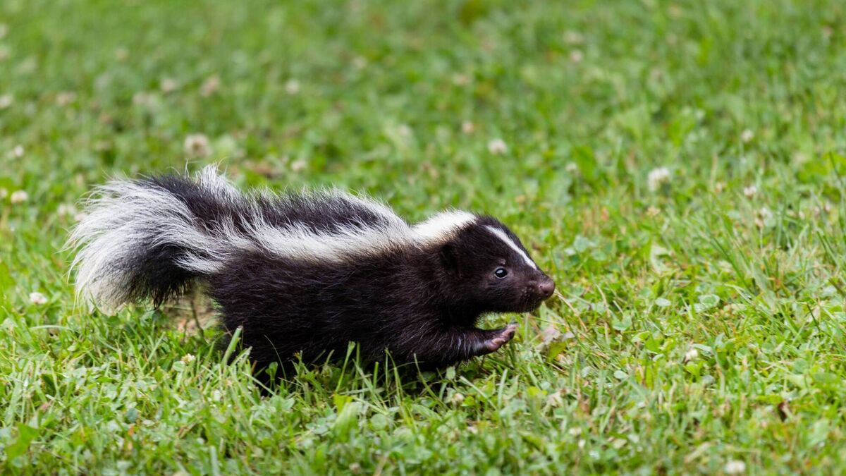 Investigation launched into release of skunks in Kildare