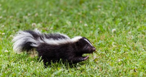 Investigation launched into release of skunks in Kildare
