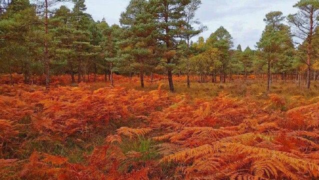 <p>Autumn bracken at Abbeyleix Bog. Photo: Chris Uys</p>